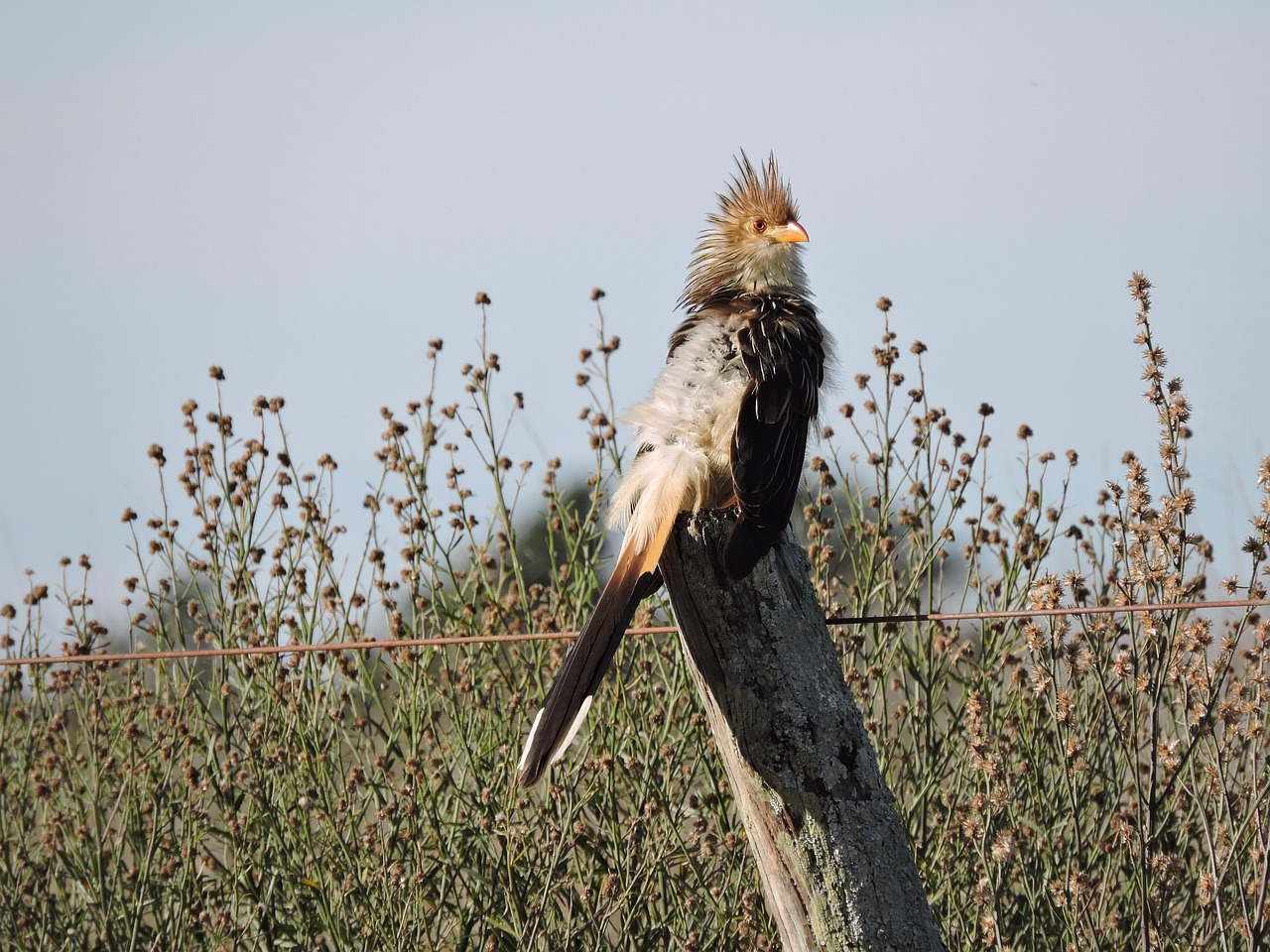 The Cuckoo's Borrowed Nest