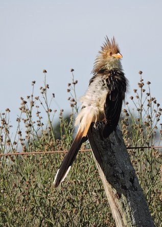 flicker