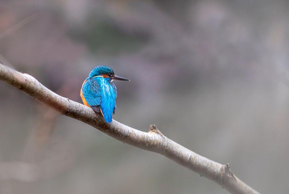 The Kingfisher's Bargain