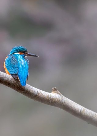 flicker
