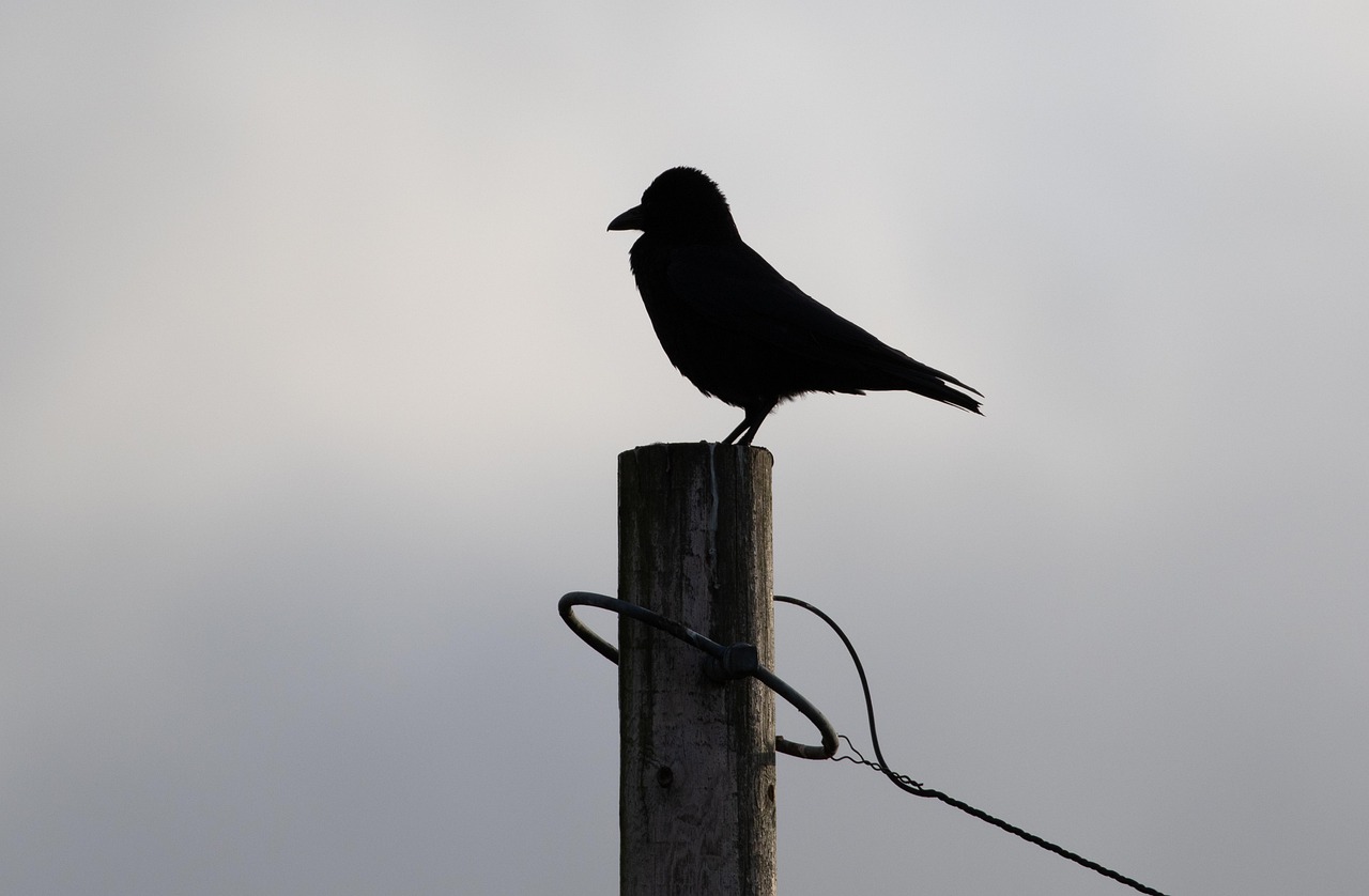 The Language of Crows