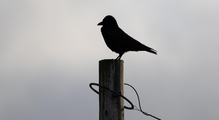 blog 1