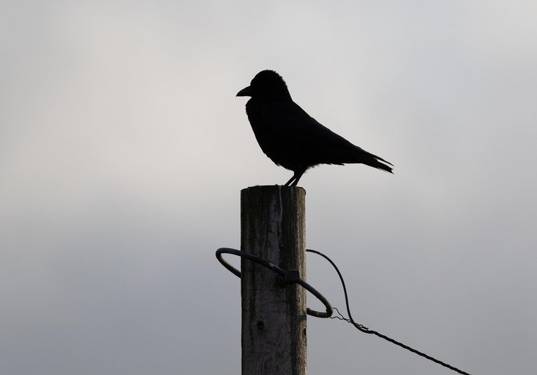 single-post