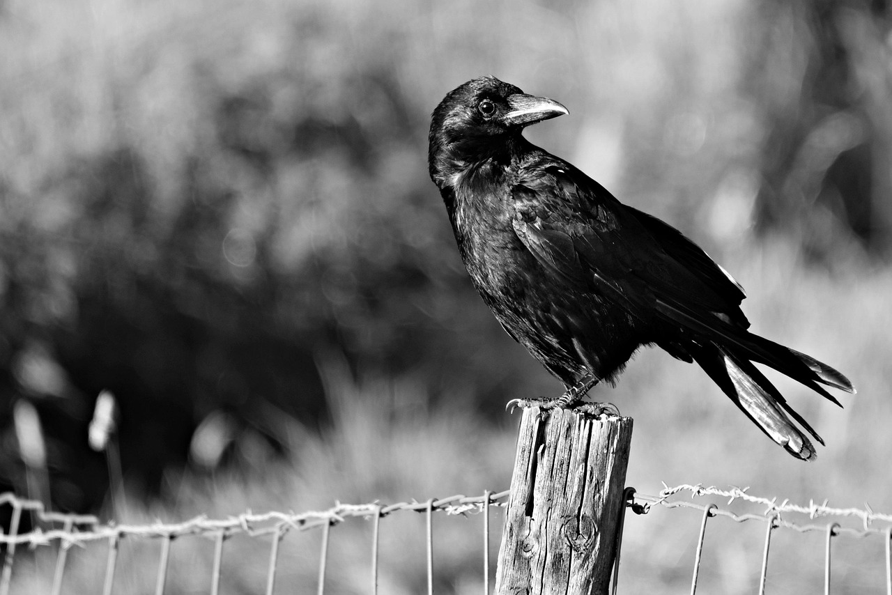 The Magpie's Question