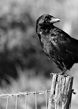 flicker