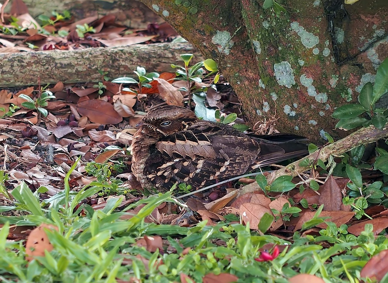 The Nightjar's Lullaby