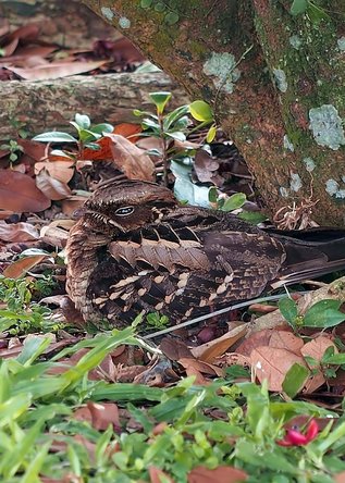 flicker