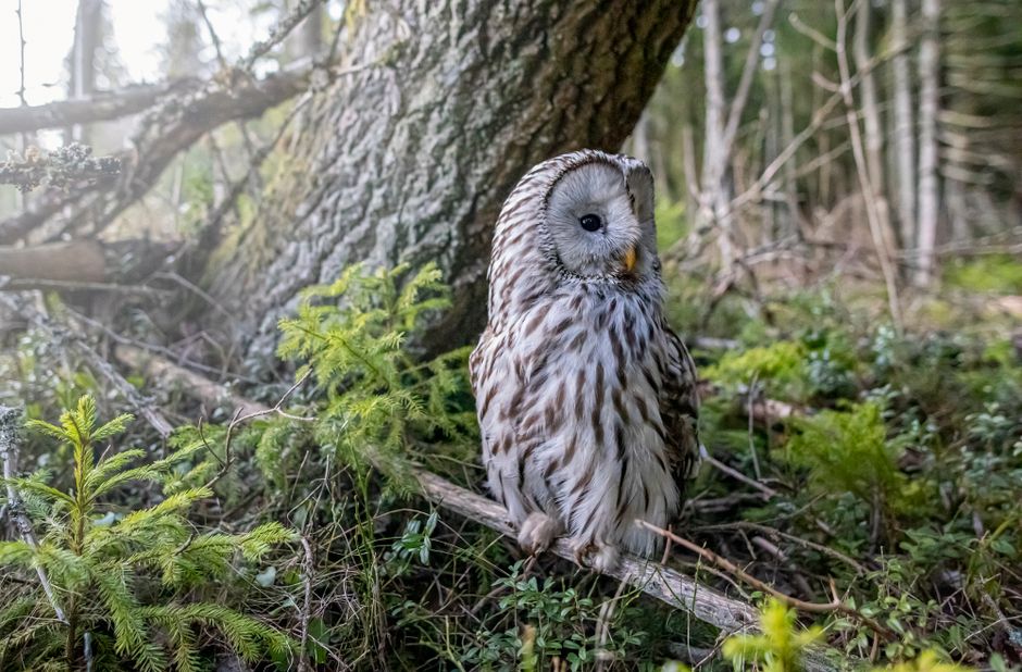 The Owl Who Learned to Count