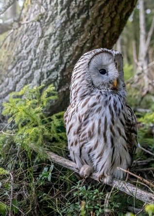 flicker