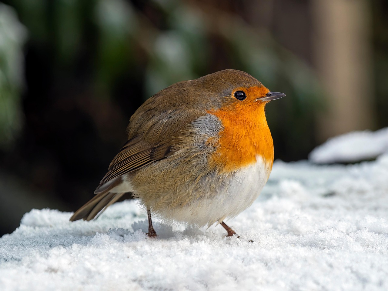 The Robin in the Snow