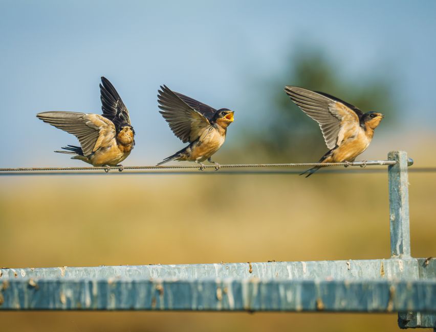 The Swallows of the White Church